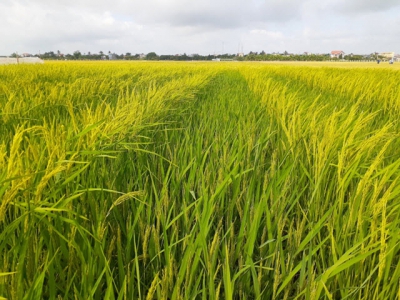 Vietnamese hybrid rices path of development and good signals