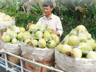 Pomelo and orange make valuable input for gardeners