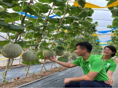 DFARM shares experience in growing organic veggies