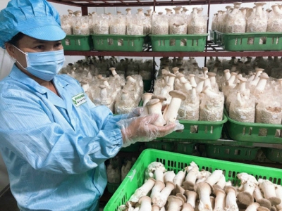 Phu Gia mushrooms reach out to the world