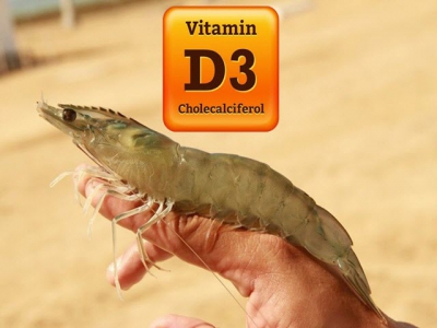 Vitamin D3 tăng cường khả năng miễn dịch cho tôm
