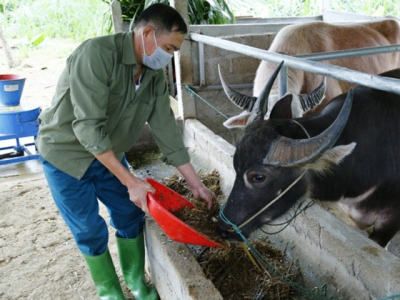 Khôi phục thể trạng cao to cho trâu ngố