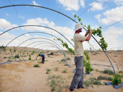 Innovation is a must for sustainable intensive farming