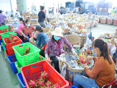 Mekong Delta - Worry about agricultural products stagnation and price drop