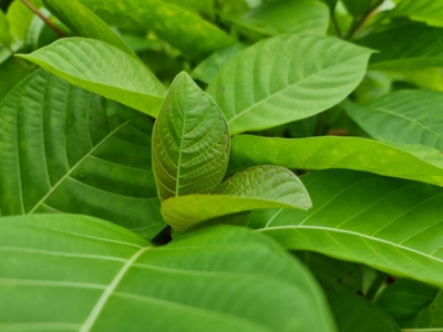 Neolamarckia Cadamba becomesTuyen Quangs potential forest tree