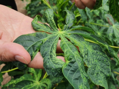 Cassava mosaic disease breaks out in the north of Central Highlands