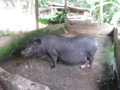 22 Vietnamese local pig breeds - Part 4