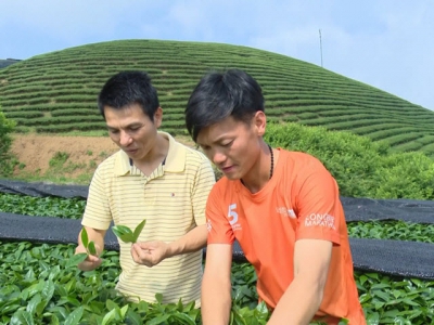 Chieng Di organic tea reaches out to the world markets