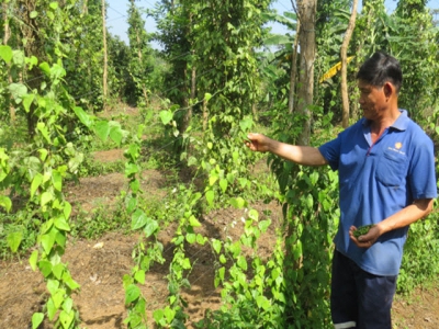 Intercropping ginseng with pepper brings high income