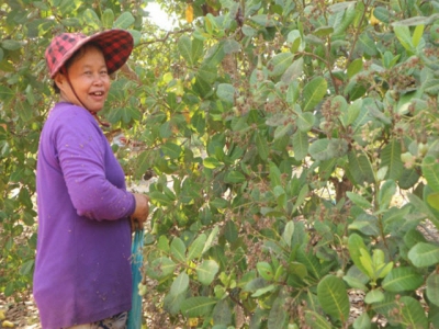 Vietnams cashew industry reduces reliance on African sources