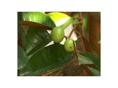 Kỹ Thuật Nhân Giống Cây Vú Sữa