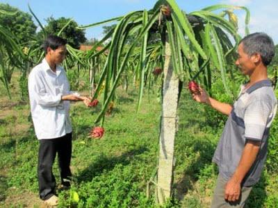 Đưa Giống Thanh Long Ruột Đỏ Về Vùng Đất Núi