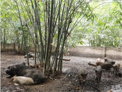 Khảo Nghiệm Thành Công Dự Án Nuôi Lợn Rừng Sinh Sản Ở Lào Cai