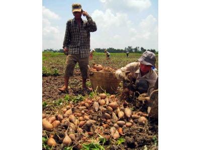 Tập Huấn Phòng Trừ “Sâu Lạ” Hại Khoai Lang Ở Vĩnh Long