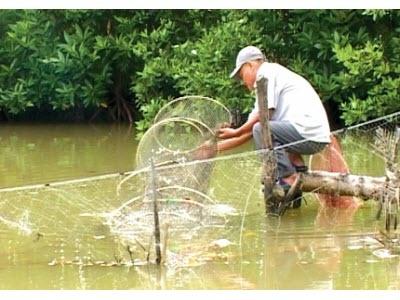 Phát Triển Nuôi Tôm Quảng Canh Cải Tiến Hàng Vịnh (Cà Mau)