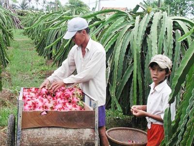 Triển Khai Chương Trình Bao Tiêu Thanh Long Ở Tiền Giang