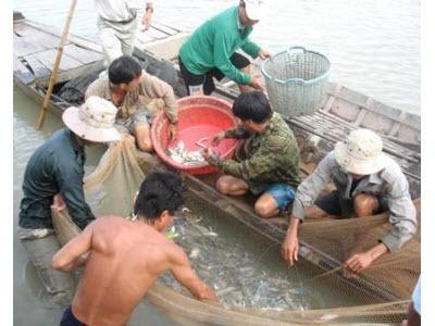 Con Tôm Càng Xanh Ngày Càng Tăng Giá Trị