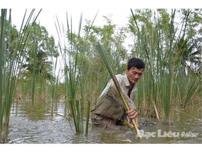 Bạc Liêu: Nông Dân Xã Châu Hưng A: Thu Nhập Cao Từ Cây Bồn Bồn