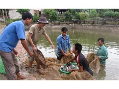 Bắc Giang Nâng Cao Năng Suất, Giá Trị Thuỷ Sản