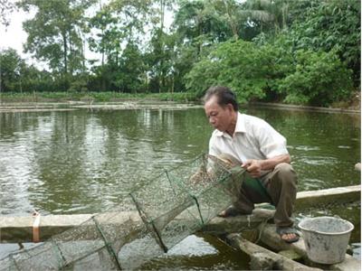 Làm Giàu Từ Nuôi Cá Rô Đồng