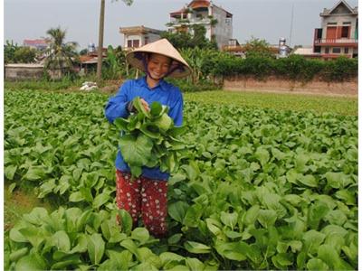 Cải Ngọt Hoà Sơn