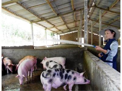 Tỉ Phú Dưới Chân Đồi Gò Loi