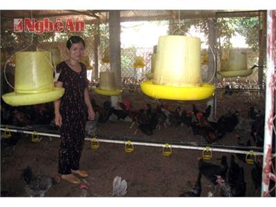 Hiệu Quả Kinh Tế Từ Giống Gà Siêu Trứng VCN-G15