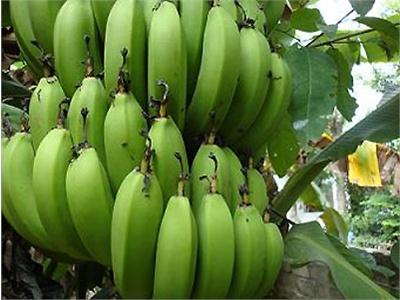 Tìm Đầu Ra Cho Chuối Tiêu Hồng