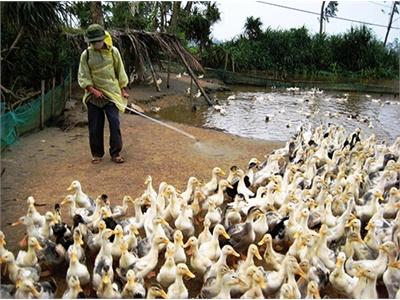 Tìm Giải Pháp Phát Triển Chăn Nuôi Theo Hướng An Toàn Dịch Bệnh