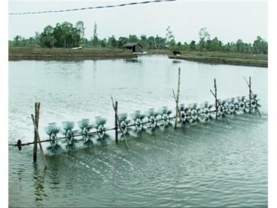 Nên Tăng Diện Tích Thả Nuôi Tôm Trong Quý IV