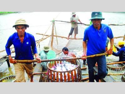 Thua Lỗ Kéo Dài, Diện Tích Nuôi Cá Tra Ngày Càng Bị Thu Hẹp