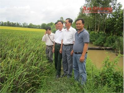 Gặp Nông Dân Trồng Lúa “Thảo Dược”
