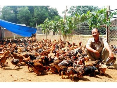 Bình Định: Tỉ Phú Dưới Chân Đồi Gò Loi