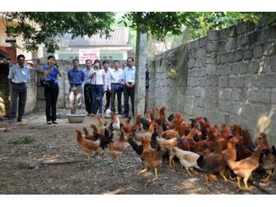 Nuôi Gà Thả Vườn An Toàn Sinh Học