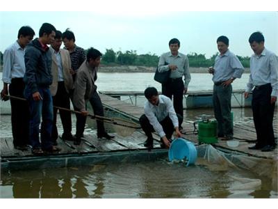 Phát Triển Nuôi Cá Lồng Trên Sông