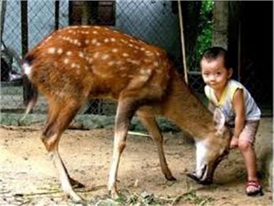 Phương Pháp Chế Biến Và Bảo Quản Nhung Hươu