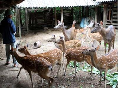 Quy Trình Kỹ Thuật Phòng - Trị Bệnh Cho Hươu Sao