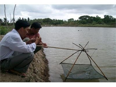 Quản Lý Tôm Nuôi Khi Gió Bấc Về