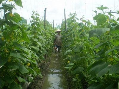 Điểm Sáng Tổ Hợp Tác Trồng Rau An Toàn Đai Tèn (Trà Vinh)