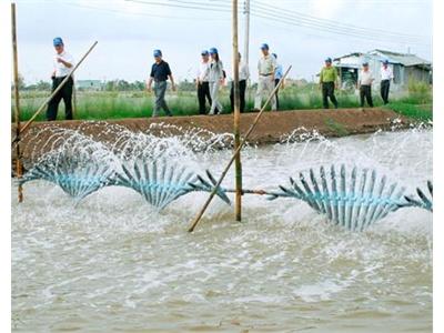 Quản Lý Hầm Tôm Công Nghiệp Trước Tình Hình Dịch Bệnh Tràn Lan