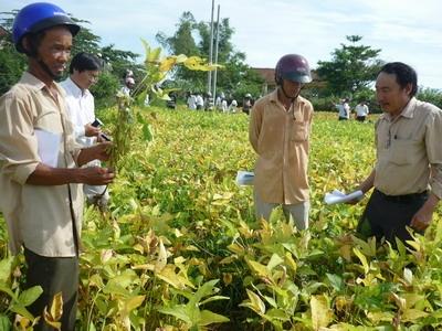 Kỹ Thuật Trồng Đậu Nành Không Làm Đất