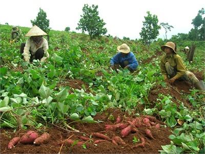 Bảo Quản Khoai Lang Tươi