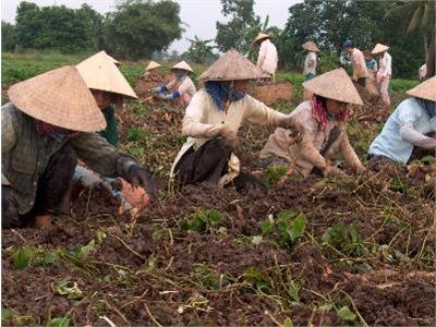 Hiệu Quả Từ Mô Hình Trồng Khoai Lang Nhật