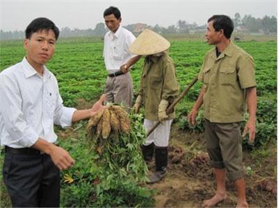 Kỹ Thuật Trồng Khoai Lang