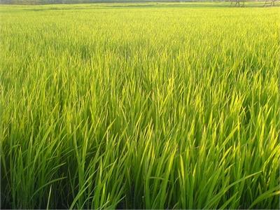 Các Giải Pháp Trồng Lúa Trên Đất Mặn