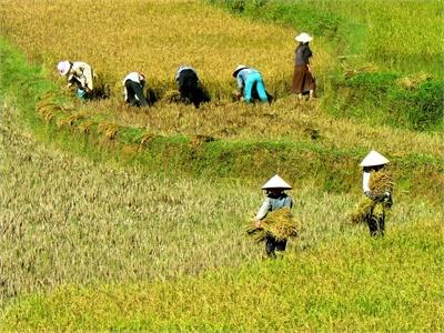 Giống Lúa Lai Cho Vùng Đất Phèn, Mặn