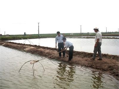 Nhiều Hộ Nuôi Tôm Ở Nam Cường (Tiền Hải - Thái Bình) Thu Lãi Hàng Trăm Triệu Đồng