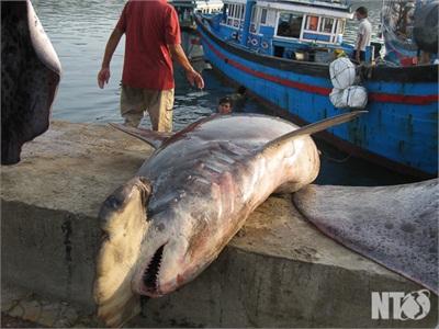 Khánh Hải (Ninh Thuận) Đánh Bắt Cá Cào Nặng 200 Kg