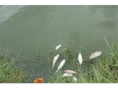 Tây Ninh Cá Chết Bất Thường Ở Một Trang Trại