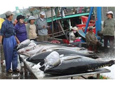 Đề Nghị Sản Xuất Thử Thiết Bị Câu Cá Ngừ Đại Dương Tại Bình Định